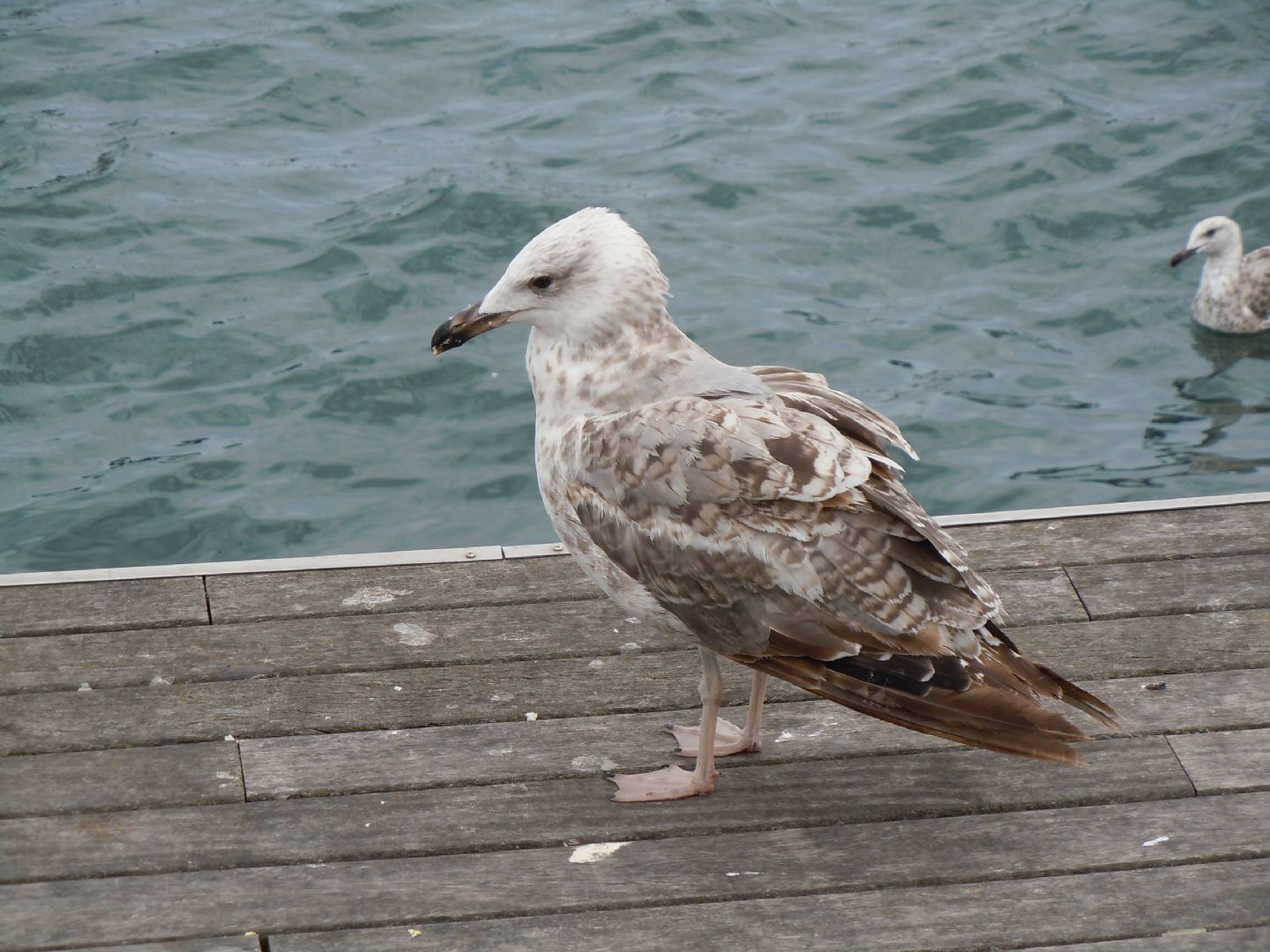 Gabbiano da identificare